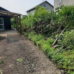 薪用木の枝多数の画像