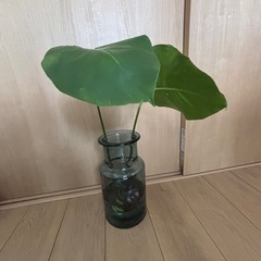 モンステラ・観葉植物の画像