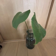 モンステラ・観葉植物の画像