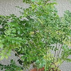 大きなシマトネリコの画像