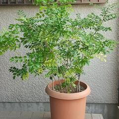 大きなシマトネリコの画像