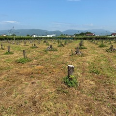 NO73　薪 梨の玉切り 軽トラ350kg3500円　引取り限定...
