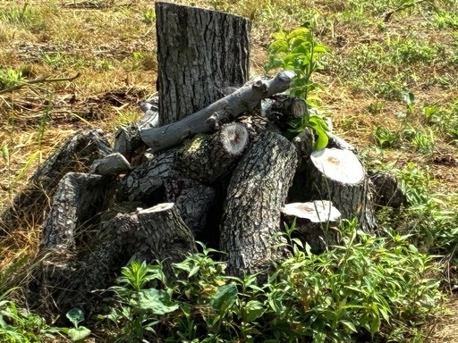 NO73　薪 梨の玉切り 軽トラ350kg　引取り限定(福島市)