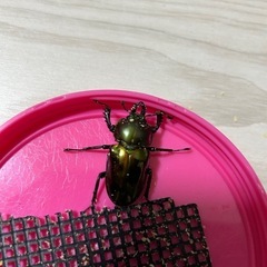 決まりました　ニジイロクワガタクワガタ オスメス ペアの画像