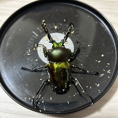 ニジイロクワガタクワガタ オスメス ペア
