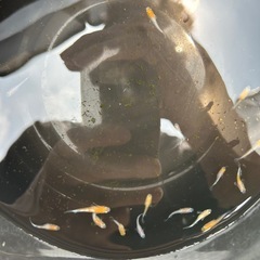 紅白メダカの画像