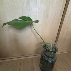 モンステラ・観葉植物の画像
