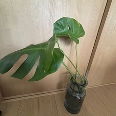 モンステラ・観葉植物の画像