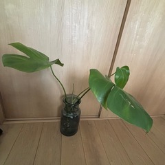 モンステラ・観葉植物の画像