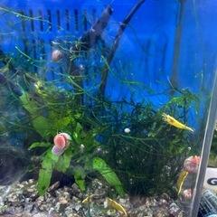 ウィローモスの画像