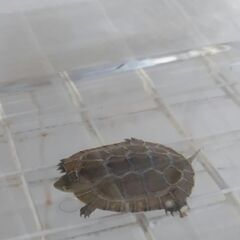 石ガメ。受け付け中止します。