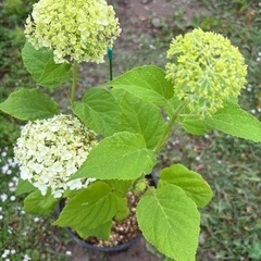 アナベル開花中　鉢植え②
