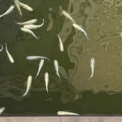 メダカの針子（50匹 ） #6の画像