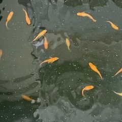 メダカの針子（50匹 ） #6の画像
