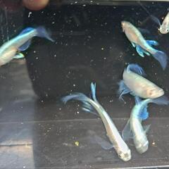 めだか　青蝶　メダカです🥰画像のめだか全ての画像
