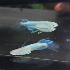 めだか　青蝶　メダカです🥰画像のめだか全ての画像