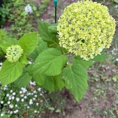 アナベル開花中　鉢植え①
