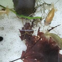 らんちゅう　子魚　3匹の画像