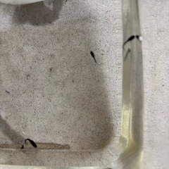 オロチ 黒豆メダカ　稚魚の画像