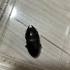 決まりました　国産オオクワガタ ペア   福島県産 F2の画像
