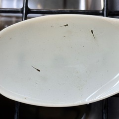 オロチメダカ 針子の画像