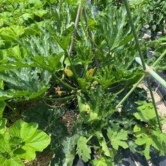 野菜の栽培一緒にやりませんか？