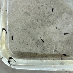オロチメダカ 稚魚の画像