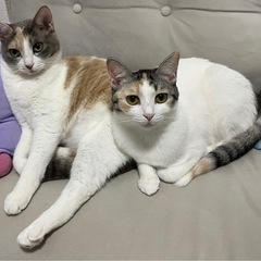 〈決まりました〉猫ちゃんたちの新しい家族を募集します。姉妹1歳1か月