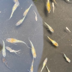 三日月RLF 若魚　10匹プラスα　¥1,000の画像