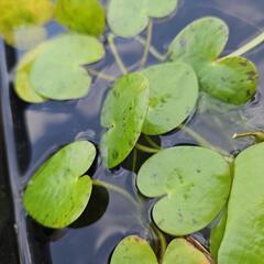 水生植物・水草『トチカガミ3株』の画像