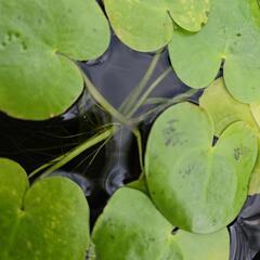 水生植物・水草『トチカガミ3株』の画像