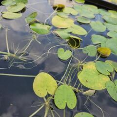 水生植物・水草『トチカガミ3株』の画像