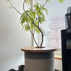 エバーフレッシュ　鉢カバー付きの画像