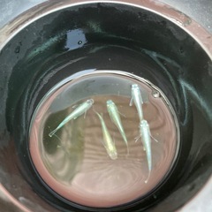 極龍サンセットメダカ　若魚　5匹の画像