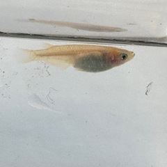 楊貴妃半ダルマメダカ稚魚の画像