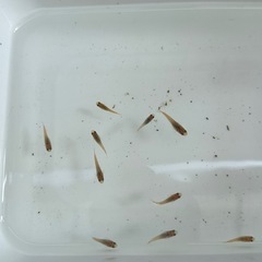 楊貴妃半ダルマメダカ稚魚の画像