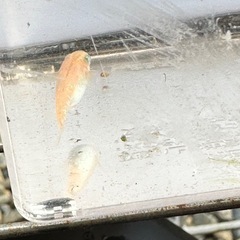 楊貴妃半ダルマメダカ稚魚の画像