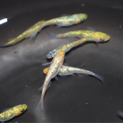 メダカ【月の響】卵15個＋αの画像