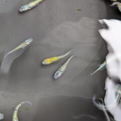 メダカ(雷虎)の画像