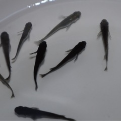 メダカ【オロチ】卵15個＋αの画像