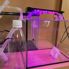メダカ金魚水槽３つ飼育ライト水換えポンプ付きの画像
