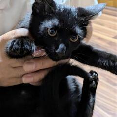 もうすぐ3ヶ月オス🐱くまごろー
