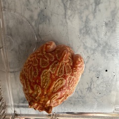 クランウェルツノガエル　ストロベリーの画像