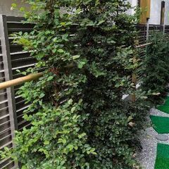 植栽　植木　2025年5月新築住宅の画像