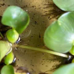 ゾンビ　稚魚　13匹の画像