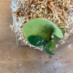 【観葉植物】商談中　ビカクシダ ベイチーレモイネイ　❶番 (P. veitchii cv Lemoinei)の画像