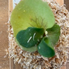【観葉植物】商談中　ビカクシダ ベイチーレモイネイ　❶番 (P. veitchii cv Lemoinei)の画像