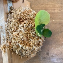 【観葉植物】商談中　ビカクシダ ベイチーレモイネイ　❶番 (P. veitchii cv Lemoinei)の画像