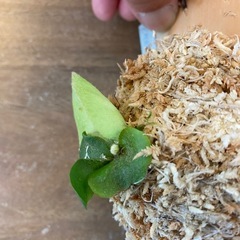 【観葉植物】商談中　ビカクシダ ベイチーレモイネイ　❶番 (P. veitchii cv Lemoinei)の画像