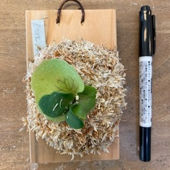 【観葉植物】商談中　ビカクシダ ベイチーレモイネイ　❶番 (P. veitchii cv Lemoinei)の画像